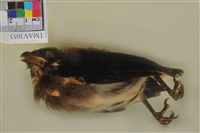 藏品(樹鵲)的圖片